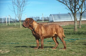 Dogue de Bordeaux, Bordeauxska doga, Bordo doga - 12