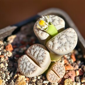 Lithops - 12