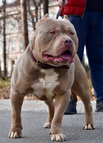 American bully Xl - 12