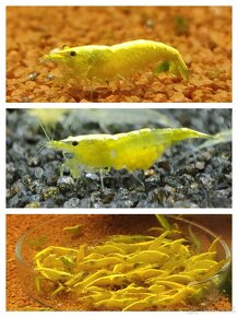 Krevetky Neocaridina a Caridina import z Taiwanu - 12