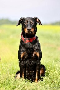 Štěňata francouzského ovčáka Beaucerona z PP - 12