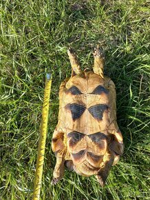 Prodám krásné samce Testudo marginata, želva vroubená - 12