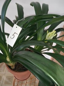 Monstera a  Klivie - Clivie - 12