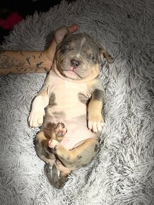 American Bully XL Tricolor Merle - 12