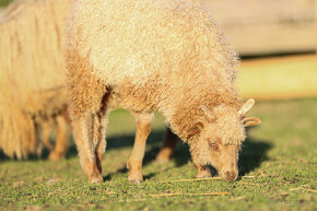 Cápova ovce - beránci Hortobagy racka sheep - 12
