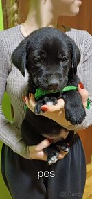 Štěňata křížence Labradorského retrívra - 12