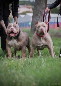 AMERICAN BULLY XL - 12