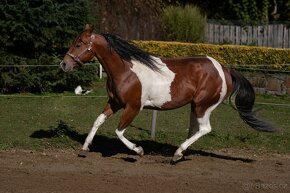 Připouštění APH Bay Tobiano hřebcem - 12