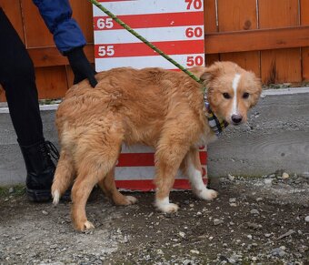 GOLDY K ADOPCI - HRAVÉ, POSEDNÉ, MILÉ ŠTĚNĚ - - 13