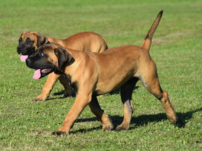 boerboel ballotada - 2 překrásné,velmi nadějné  feny - 13