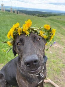 šteně-Louisiansky leopardi pes(Catahoula) s PP - 13