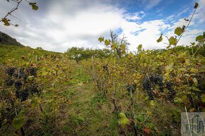 Prodej chaty s vinicí pod Košťálovem v srdci Českého středoh - 13