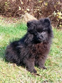 Pomeranian Černá Fenečka... - 13