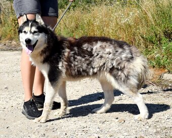 GYMY K ADOPCI - 6 LET,PŘÁTELSKÝ, VESELÝ, VDĚČNÝ - 13