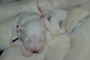 Samojed s PP FCI- LA TORRE ROJA - 13