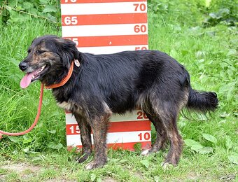 PAMELA K ADOPCI - 1,5 ROKU,HRAVÁ,VDĚČNÁ,MILÁ,HODNÁ - - 13