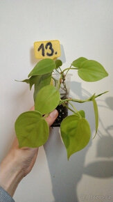 Philodendron různé druhy pokojovka - 13