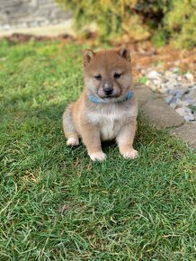 Shiba inu - 13