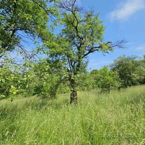 Prodej ovocného sadu 4 253 m2 v Koryčanech - 13