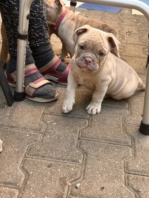 Old English Bulldog štěňátka s PP, modré oči - 13