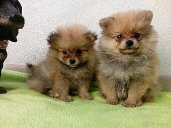 Luxusní Štěnátka Pomeranian Mini - 13