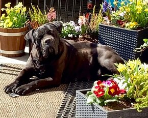 Cane Corso štěňátka s FCI PP - přátelská cena - 13