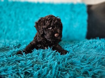 LAGOTTO ROMAGNOLO-brown, with super ped. FCI - 13