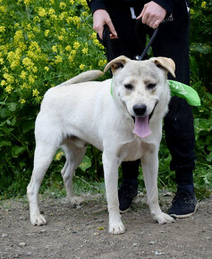 Priateľský Arthur x labrador hľadá domov - 13