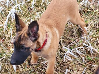 Štěňata s PP Belgický ovčák Malinois - 13