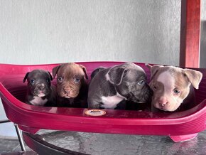 American Bully pocket - 13