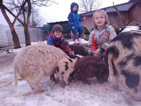 Kune předání po ČR Rodiče s PP Socializace i k dětem - 13