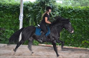 Welsh cob kobylka - 13