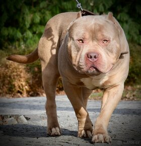 American bully XL ABKC - 13