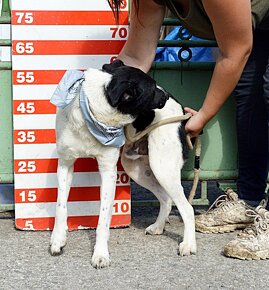 AUGUSTÍN K ADOPCI - AKTIVNÍ, PŘÁTELSKÝ,HRAVÝ - 13