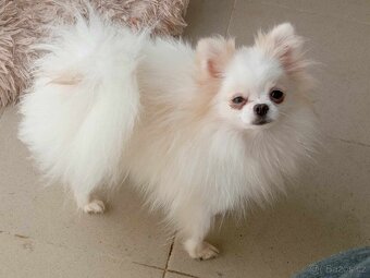 Luxusní Fenečka Pomeranian Mini - pouze na mazlíčka . - 13