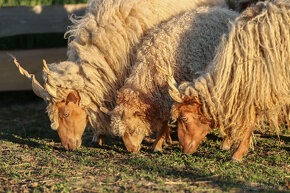 Cápova ovce - ovečky a beránci Hortobagy racka sheep - 13