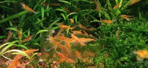 Akvárium, šneci, krevetky neocaridina Bloody mix, Orange - 13