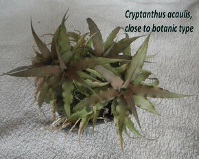 Terarijní bromélie Cryptanthus - 13