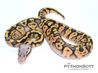 MLÁĎATA KRAJTY KRÁLOVSKÉ (Python regius) - 13