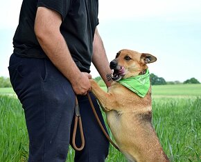 INKY K ADOOPCI - 2 ROKY,PŘÁTELSKÝ, KAMARÁD,VHODNÝ K SENIORŮM - 13