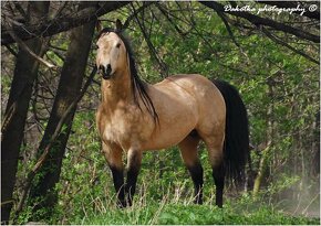 Připouštění QH hřebci 7panel N/N - 13