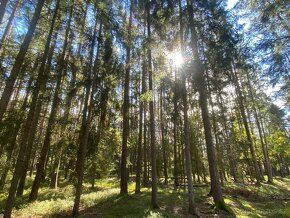 Lesní pozemek Žíšov u Veselí nad Lužnicí - 13