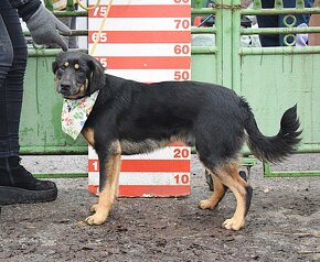 GRIFFI K ADOPCI -1 ROK, PŘÁTELSKÝ,VESELÝ,HRAVÝ - 13