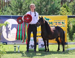 Minihorse - miniaturní kůň letošní klisničky - 13