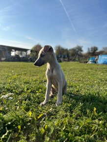 Vipet/ Whippet bez PP - 13