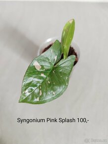 Syngonium různé druhy - 13