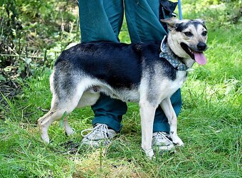 BUFFY K ADOPCI - 1,5 ROKU, VDĚČNÁ,NENÁROČNÁ,HODNÁ - 13