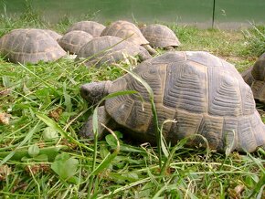 Malé suchozemské želvy + plně vybavená terária - 13