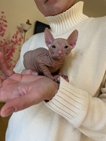 Donský Sphynx koťata s PP k rezervaci - 13