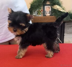 YORKSHIRE TERRIER  s PP - fenky - 13